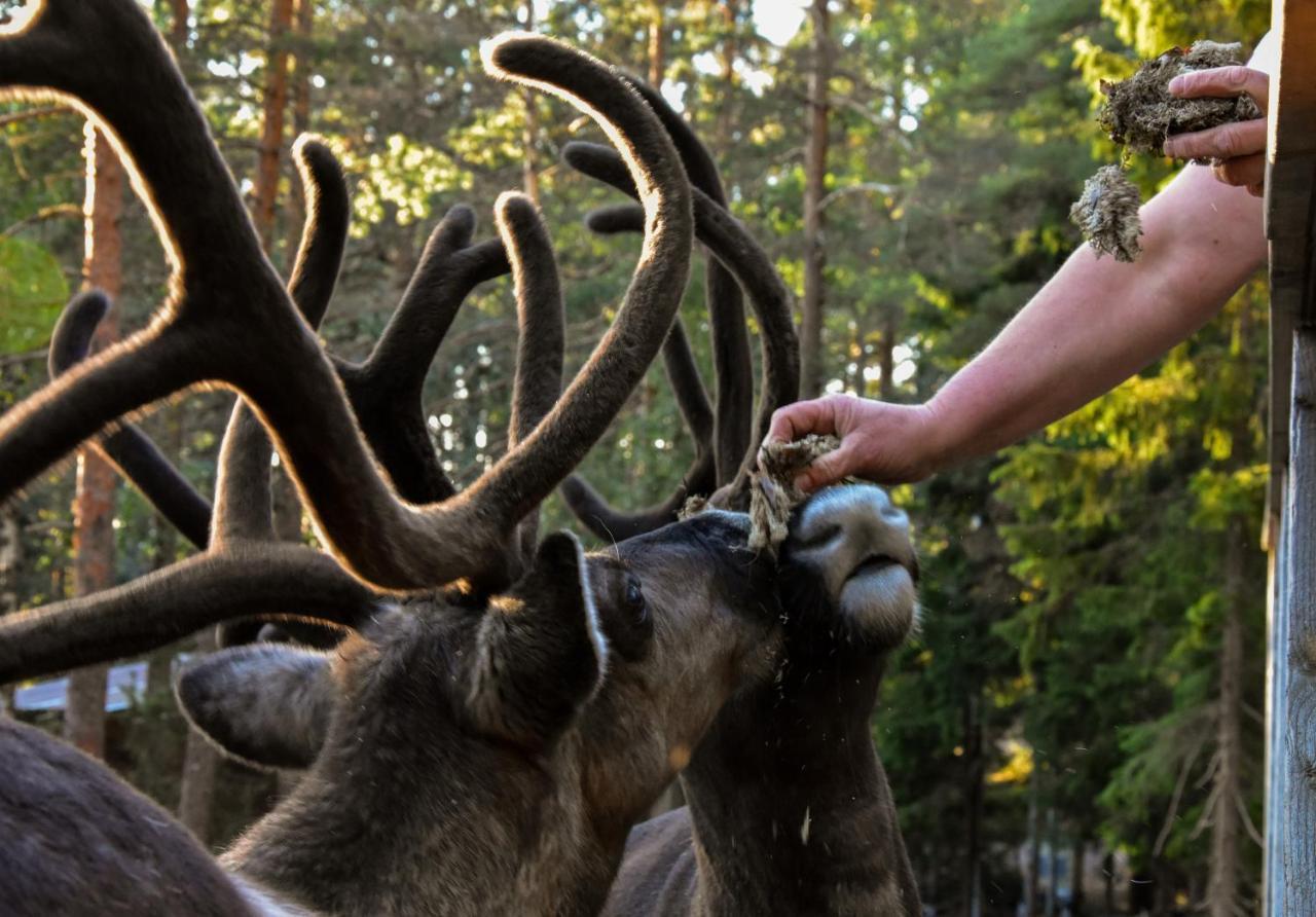 Igluhut - Sleep With Reindeer Villa Espoo Kültér fotó